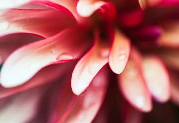 Różowy kwiat makro — Zdjęcie stockowe