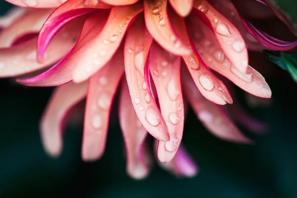 Flor rosa macro — Foto de Stock