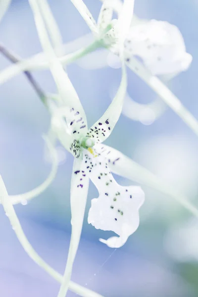 Flower Macro Shot — Stock Photo, Image