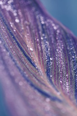 Yaprak makro fotoğraf