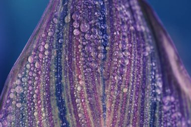 Yaprak makro fotoğraf