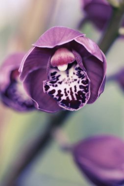 Orkide makro fotoğraf