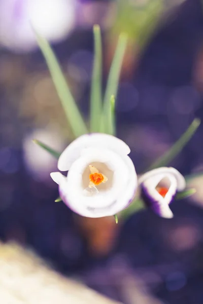 Crocus Macro foto —  Fotos de Stock