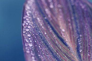 Yaprak makro fotoğraf