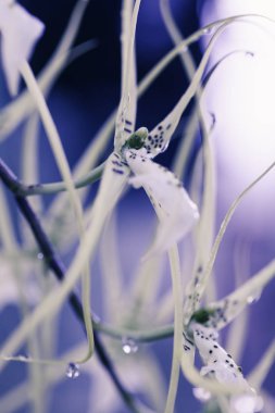 Çiçek makro görüntüsü