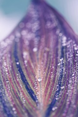 Yaprak makro fotoğraf