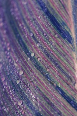 Yaprak makro fotoğraf