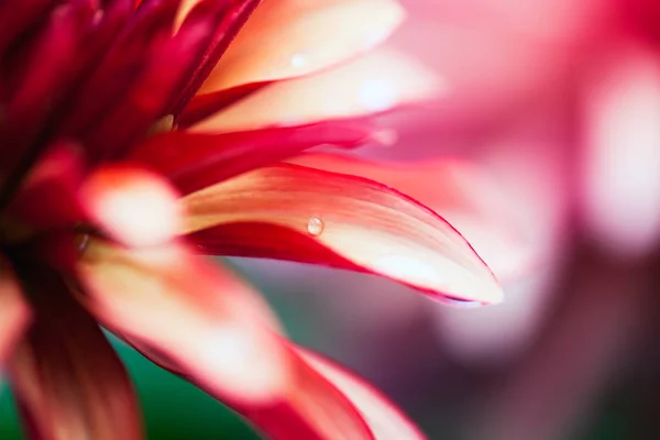 Roze bloem macro — Stockfoto