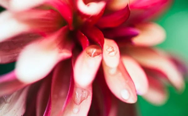 Pink Flower Macro — Stock Photo, Image