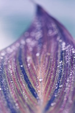 Yaprak makro fotoğraf