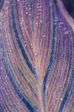 Yaprak makro fotoğraf