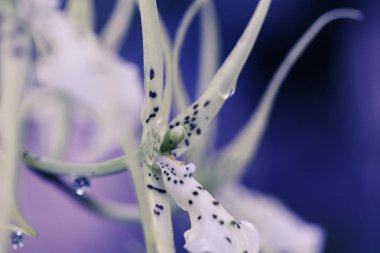 Çiçek makro görüntüsü