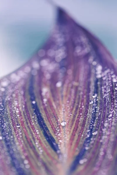 Yaprak makro fotoğraf