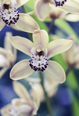 Çiçek makro görüntüsü