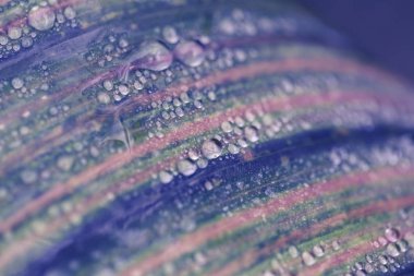 Yaprak makro fotoğraf