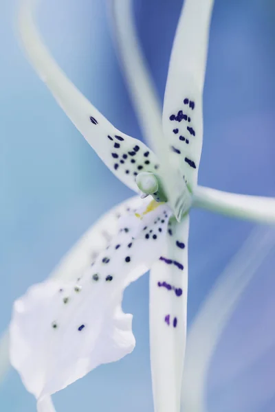 Kwiat makro strzał — Zdjęcie stockowe