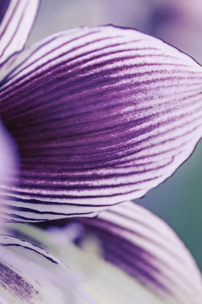 Flower Macro Shot — Stock Photo, Image