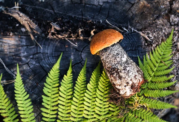 Boletus de casquete anaranjado en bosque — Foto de Stock