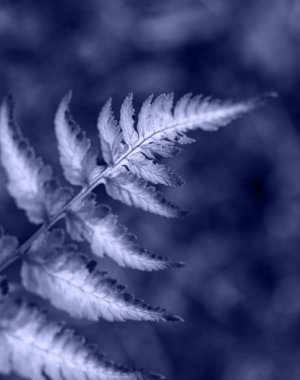 Sığ derinlikte makro atış