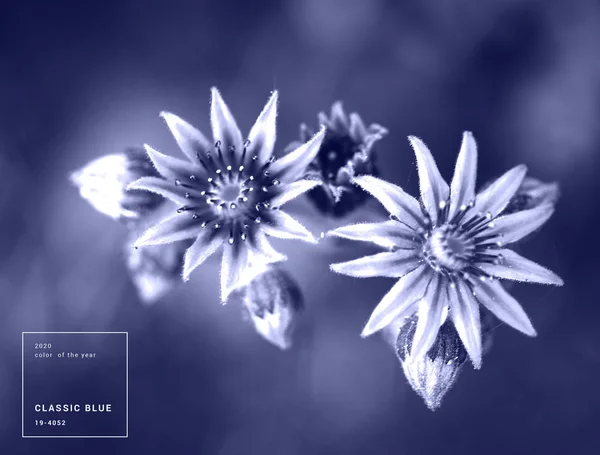 Vackra makro skott av blommor — Stockfoto