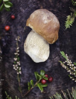 Vahşi çiğ mantar.