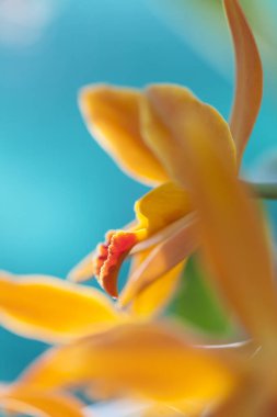 Orkide makro fotoğraf