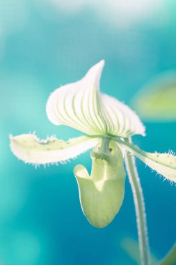 Orkide makro fotoğraf