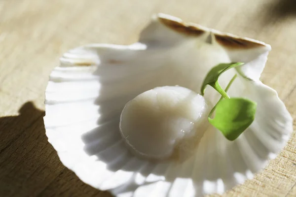 Franch Scallops macro — Fotografia de Stock