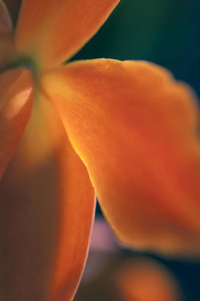 Petal Detail Orange — Stock Photo, Image
