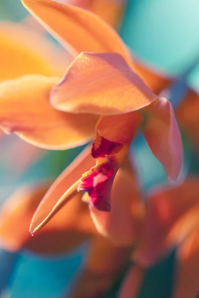 Foto macro orquídea — Foto de Stock
