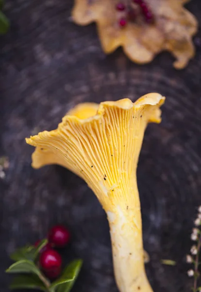 Wild chanterelle bovenaanzicht macro — Stockfoto