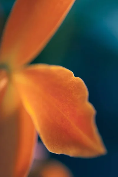 Fotografia makro Orchidea — Zdjęcie stockowe