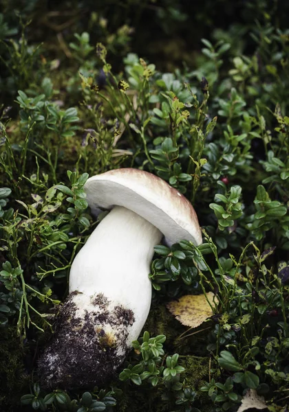 Cogumelo de boleto cru selvagem em — Fotografia de Stock