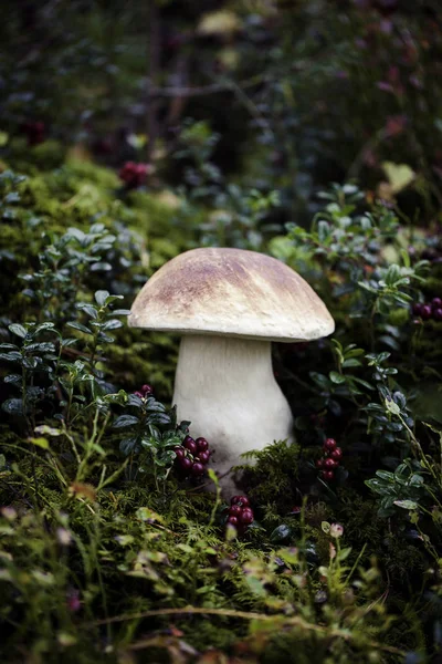 Seta boletus salvaje cruda en —  Fotos de Stock