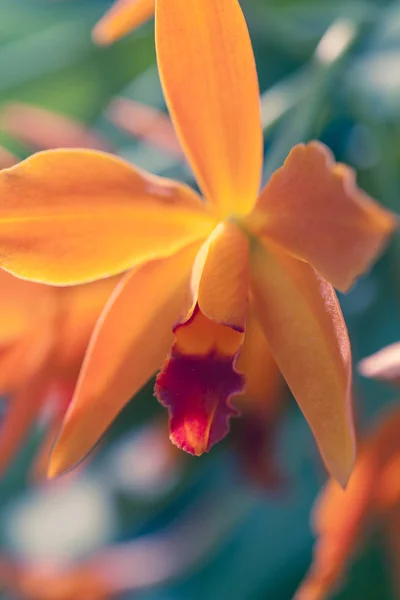 Orquídea foto macro — Fotografia de Stock