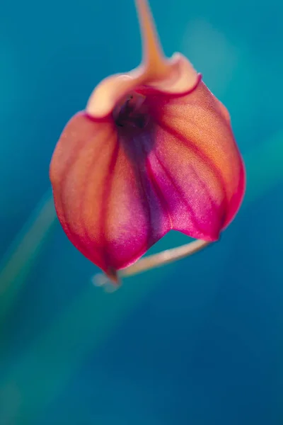 Foto macro orquídea —  Fotos de Stock