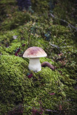 Vahşi çiğ mantar.