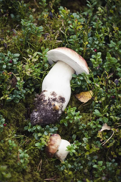 Cogumelo de boleto cru selvagem em — Fotografia de Stock