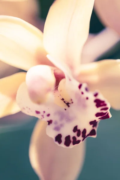 Zdjęcie makro Phalaenopsis — Zdjęcie stockowe