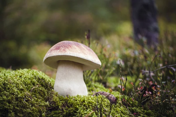 Seta boletus salvaje cruda en —  Fotos de Stock