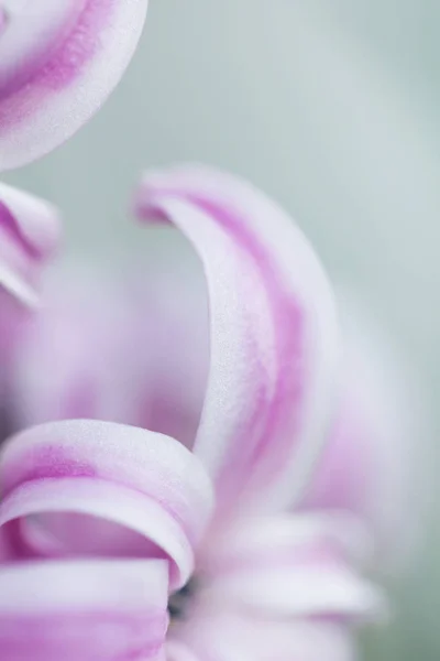 Abstrakcyjne zdjęcie hiacyntowego kwiatu — Zdjęcie stockowe