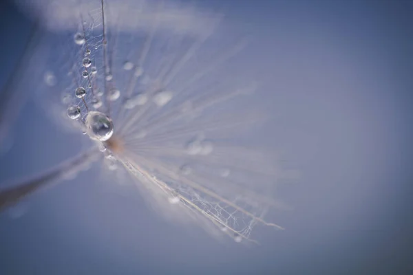 Beautiful macro shot of dry — Stock Photo, Image