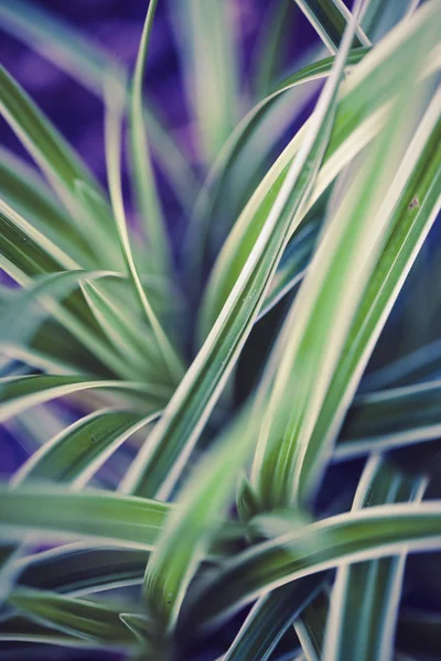 美しい草のマクロショット — ストック写真