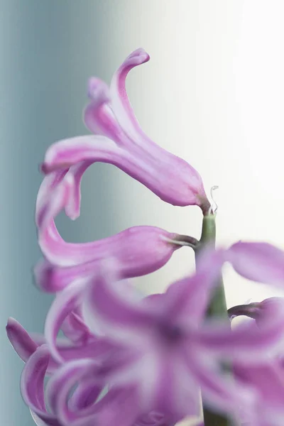 Abstrakcyjne zdjęcie hiacyntowego kwiatu — Zdjęcie stockowe