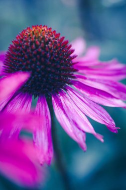 Soyut çiçek portre