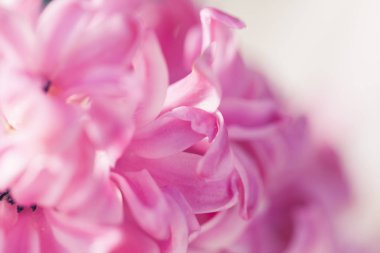 Hyacinthus Macro Vuruşu