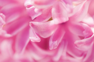 Hyacinthus Macro Vuruşu