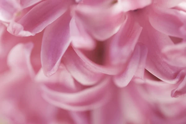 Hyacinthus Macro Shot — Φωτογραφία Αρχείου