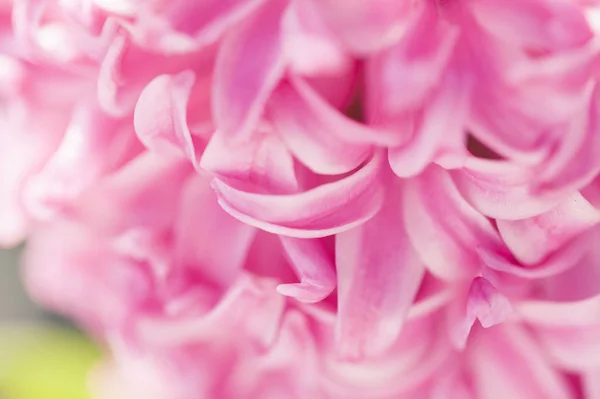 Hyacinthus Macro Shot — Φωτογραφία Αρχείου