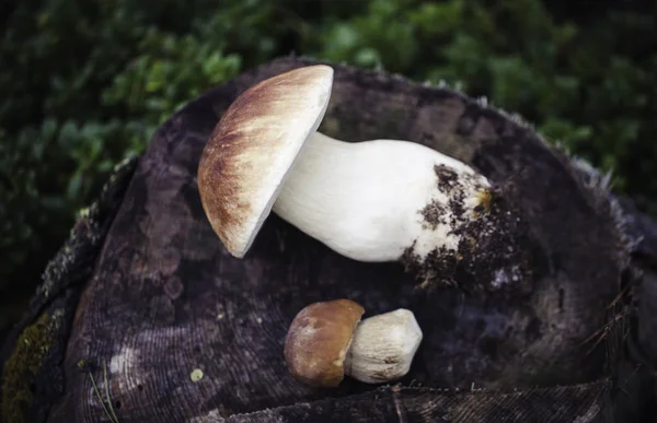 Cogumelo de boleto cru selvagem em — Fotografia de Stock